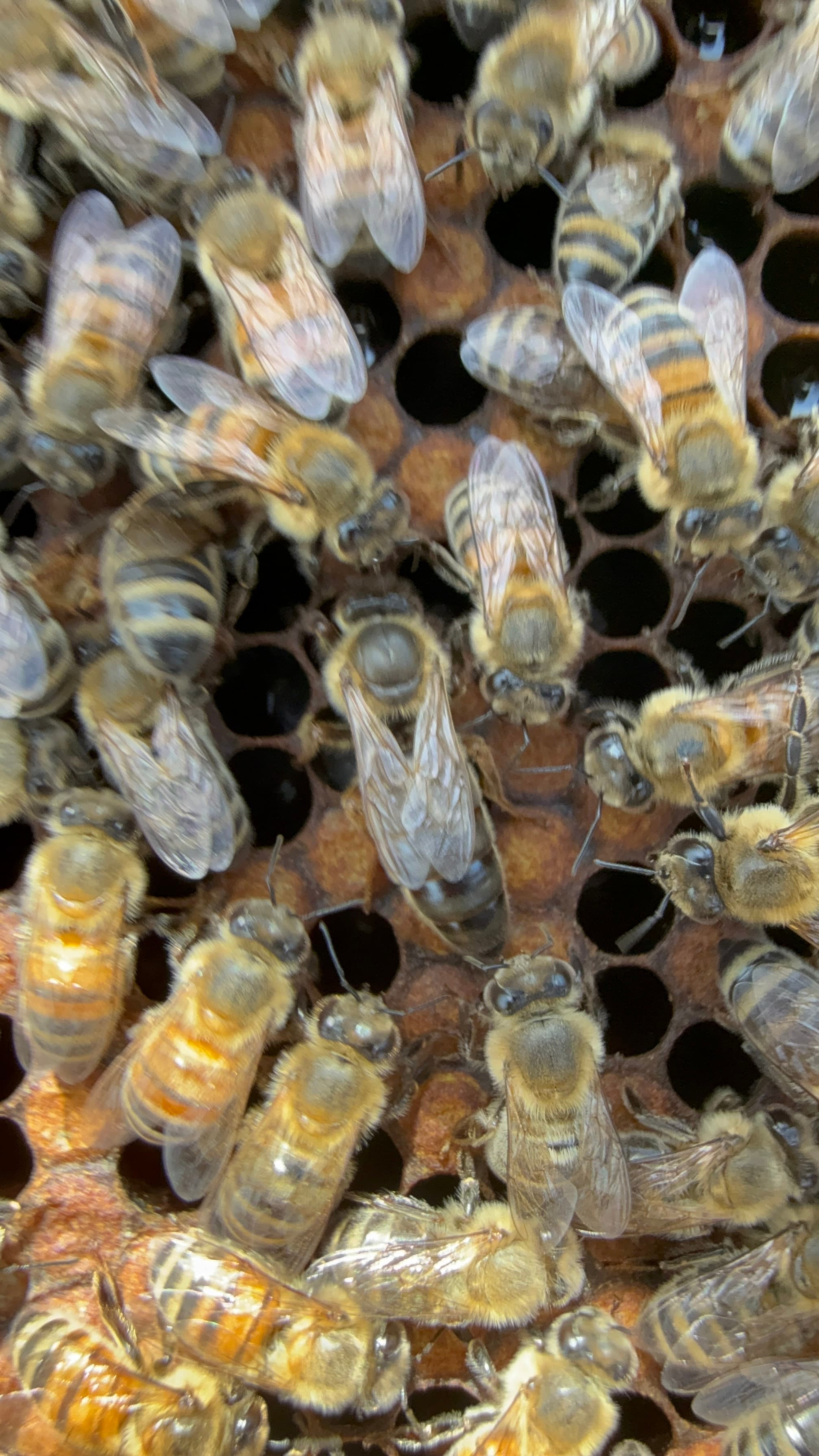 Ozark Bee Barn - Caucasian