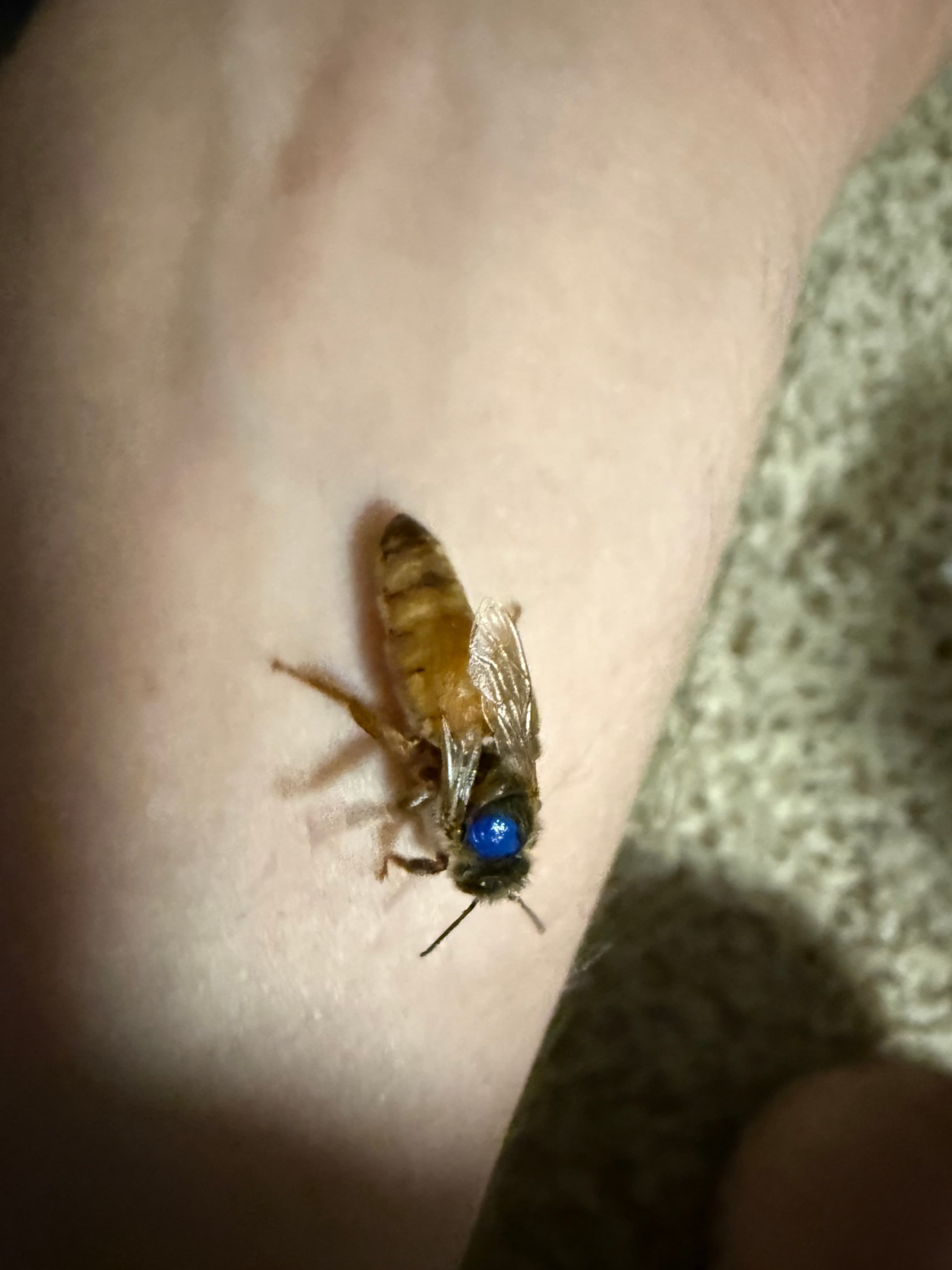 Virgin Caucasian Queen