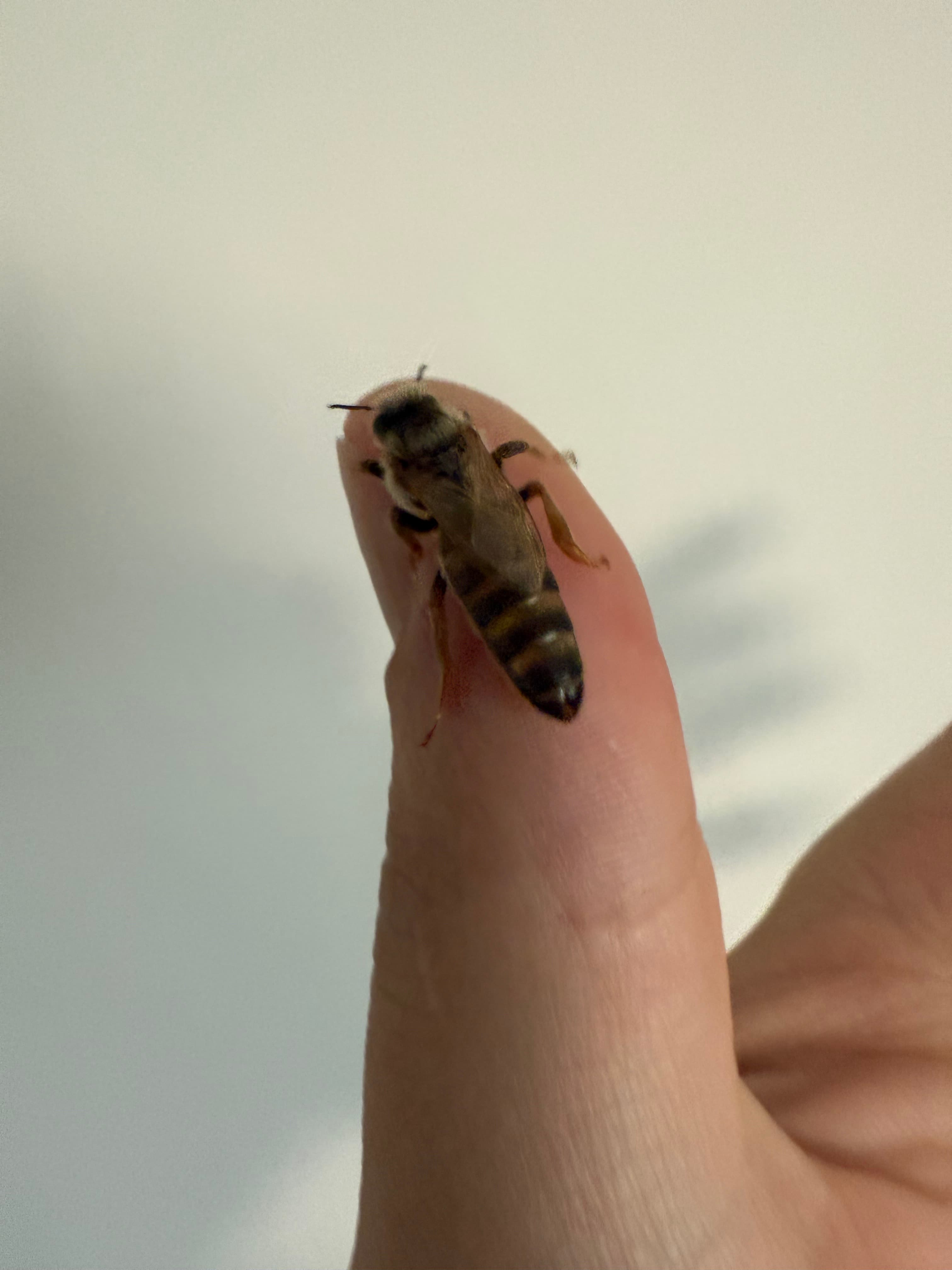 Virgin Caucasian Queen