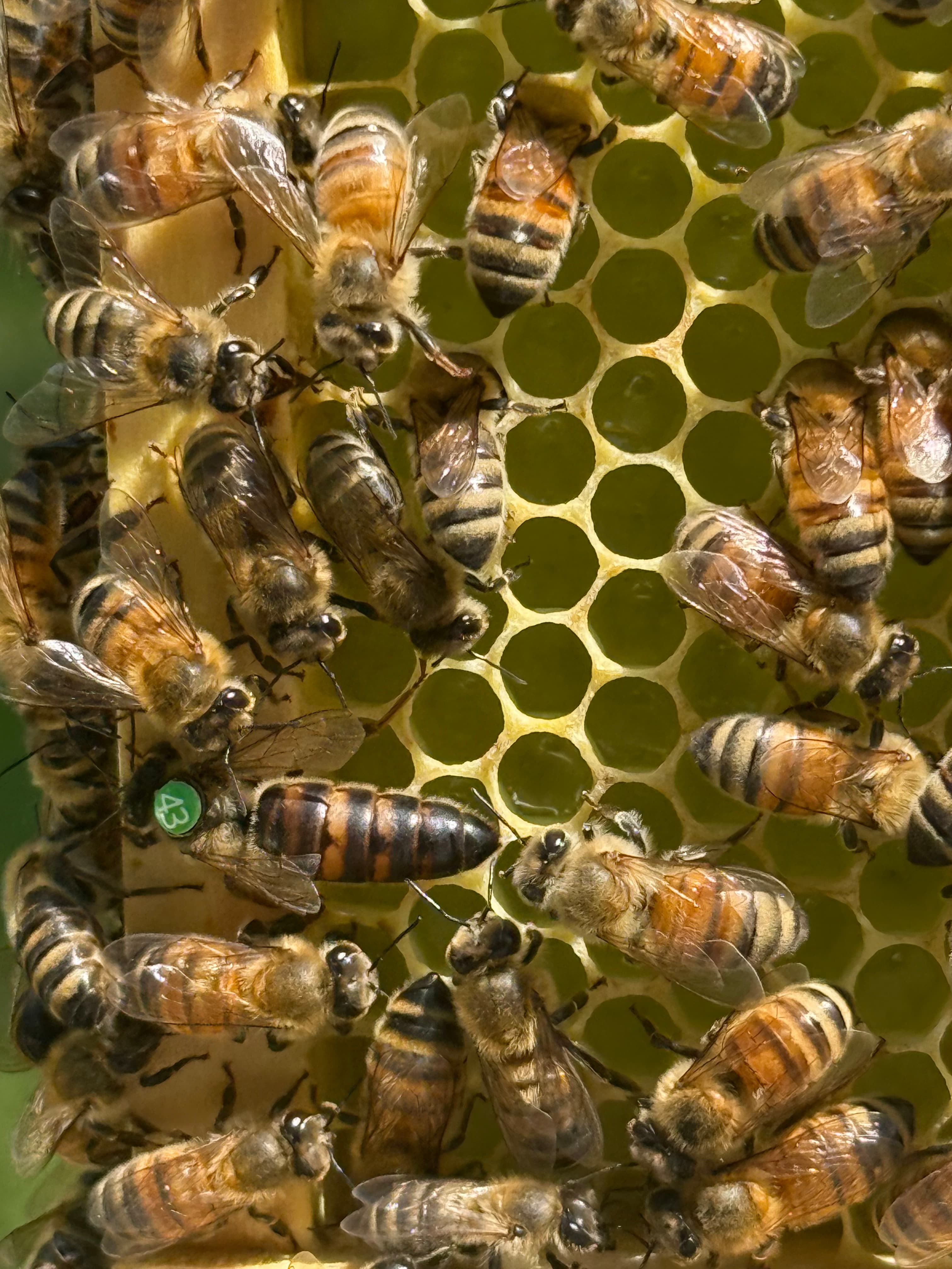 Virgin Caucasian Queen