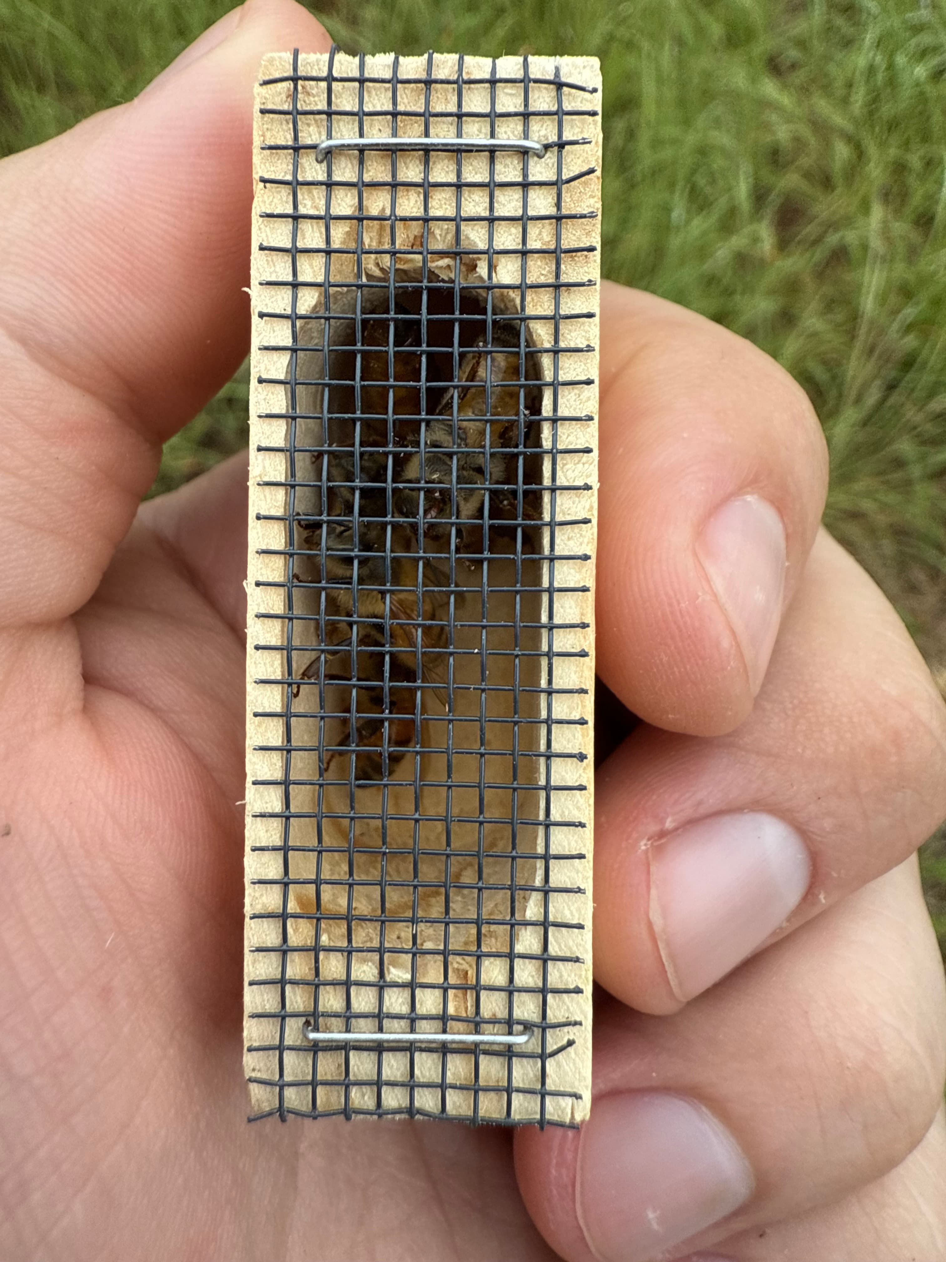 Virgin Caucasian Queen