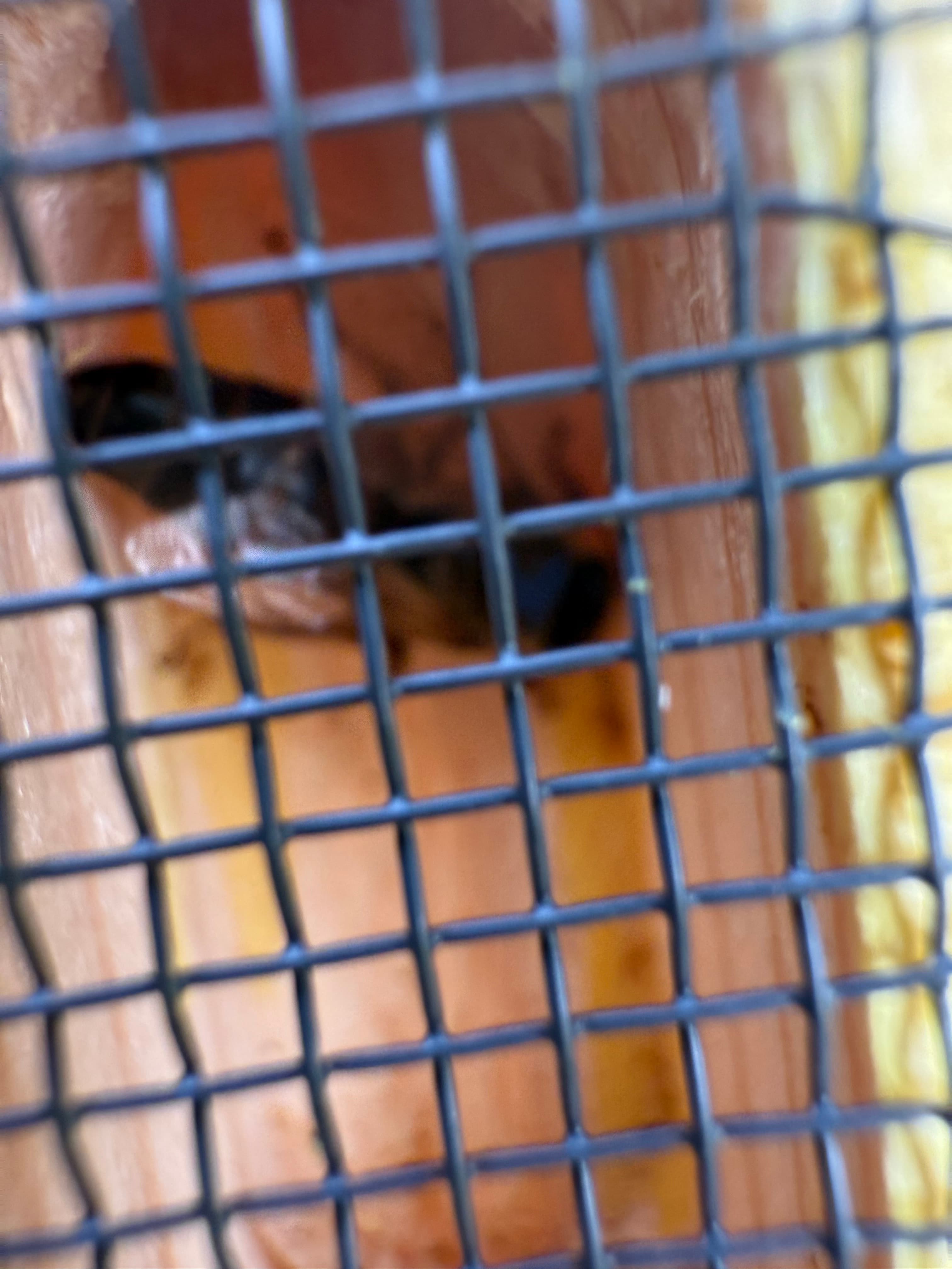 Virgin Caucasian Queen