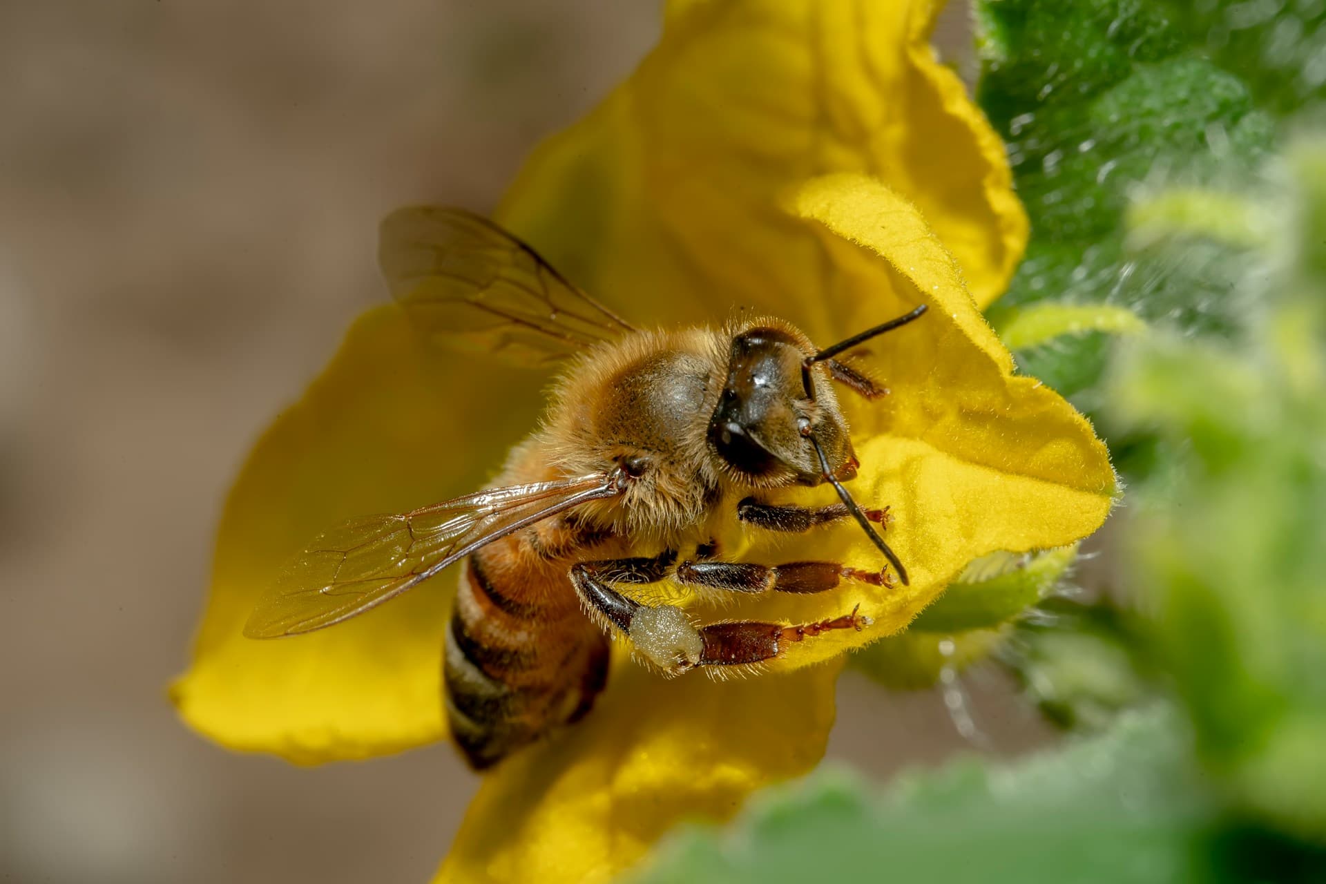 Golden Valley Apiaries - Italian Queens
