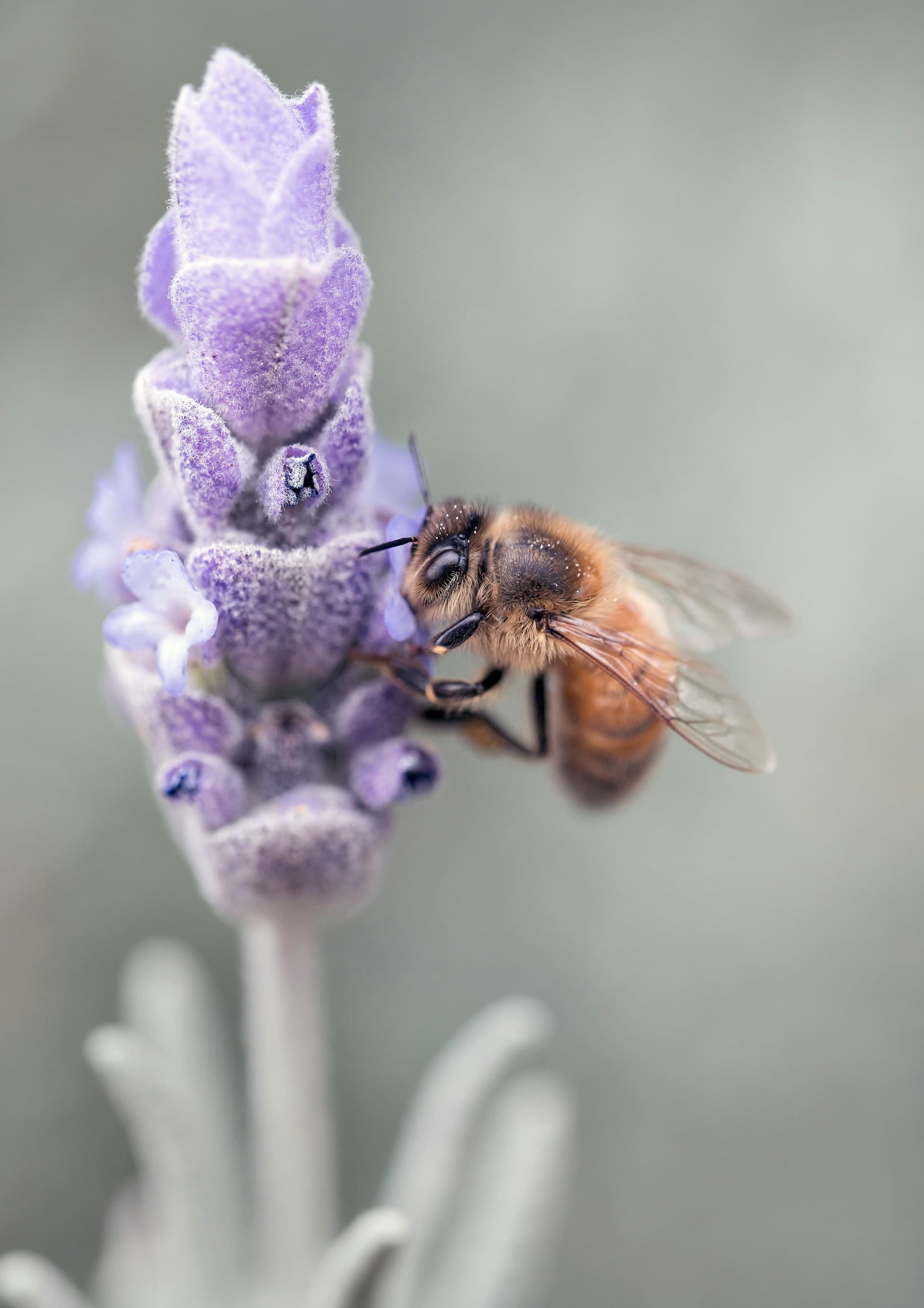 Mountain Bee Farm - Carniolan Queens