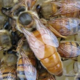 Indiana Honey Bees