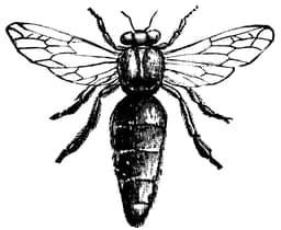 Northeast Bees